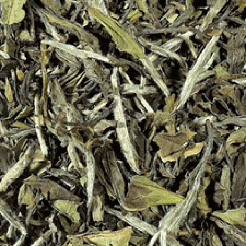 Weißtee Pai Mu Tan (1Kg)